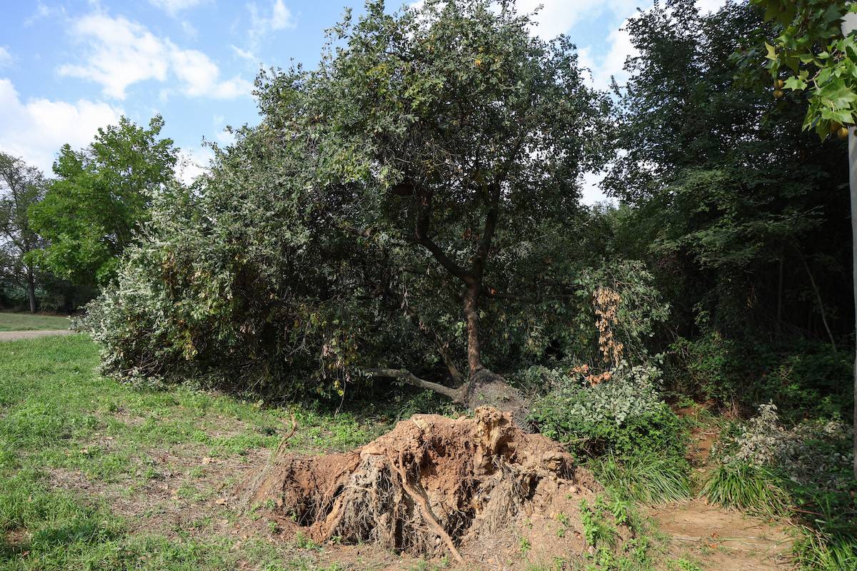 FOTOS | Cau un arbre de grans dimensions a Can Llong