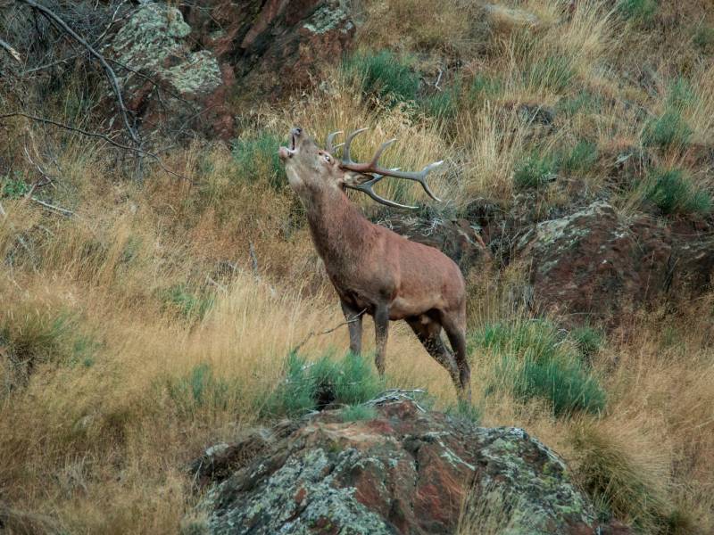 Brama del cérvol al Pirineu: on i quan es pot gaudir aquest espectacle de la natura