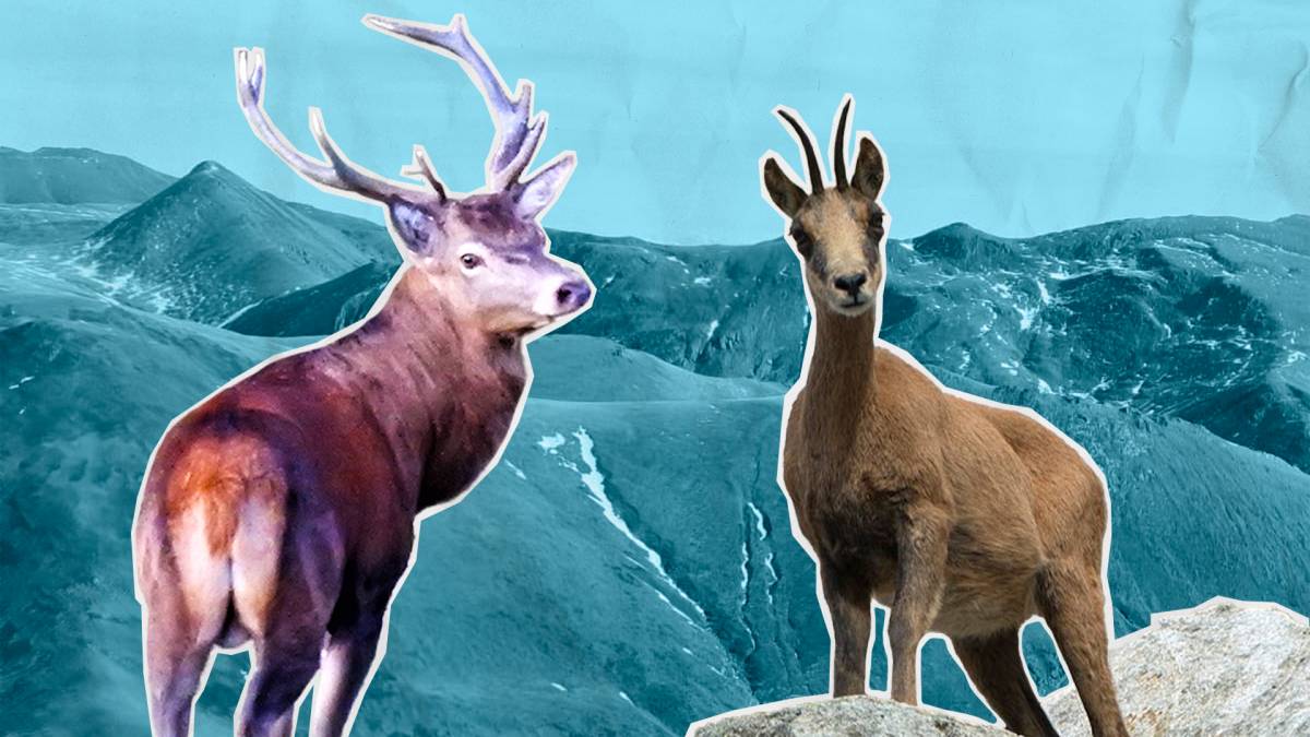 L'expansió del cérvol posa en risc el futur dels isards al Pirineu