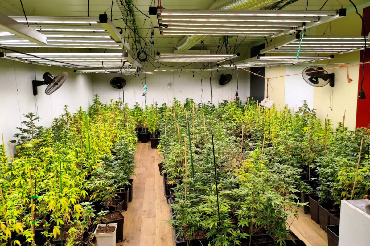 A dins la masia hi van trobar unes 600 plantes de marihuana, a més de cabdells, esqueixos i altres drogues - Cedida a l'ACN pels Mossos