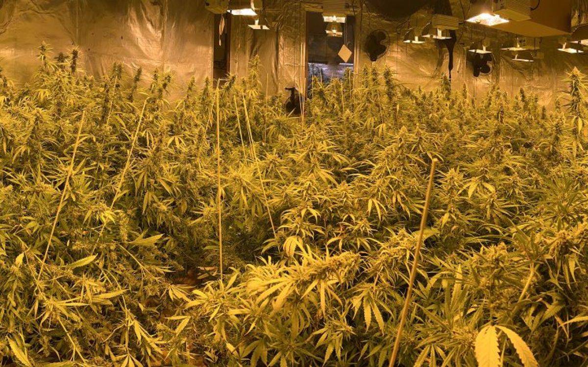 Desmantellen una plantació de marihuana amb més de 500 plantes en una casa de Bellvei