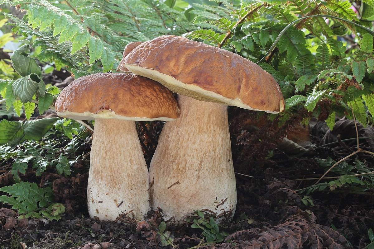 Cep - Cep