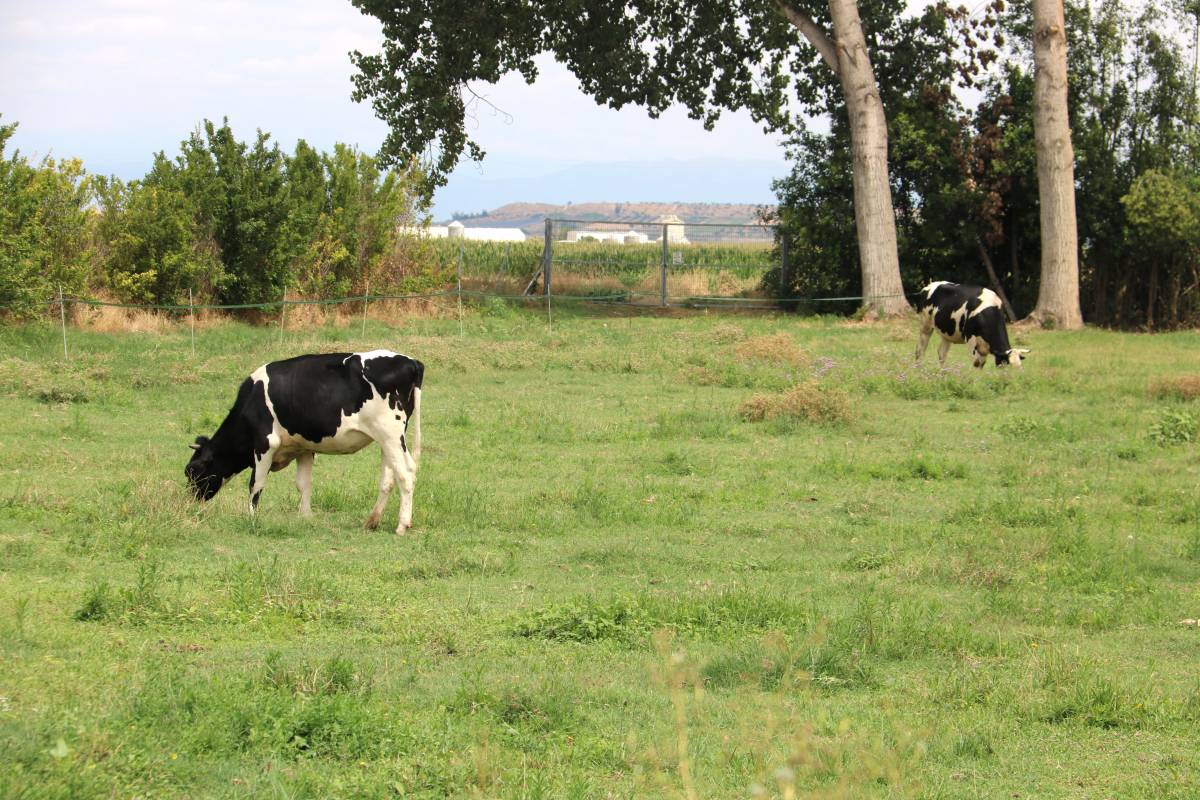 Es detecta el primer cas de Dermatosi Nodular a l'Alt Empordà
