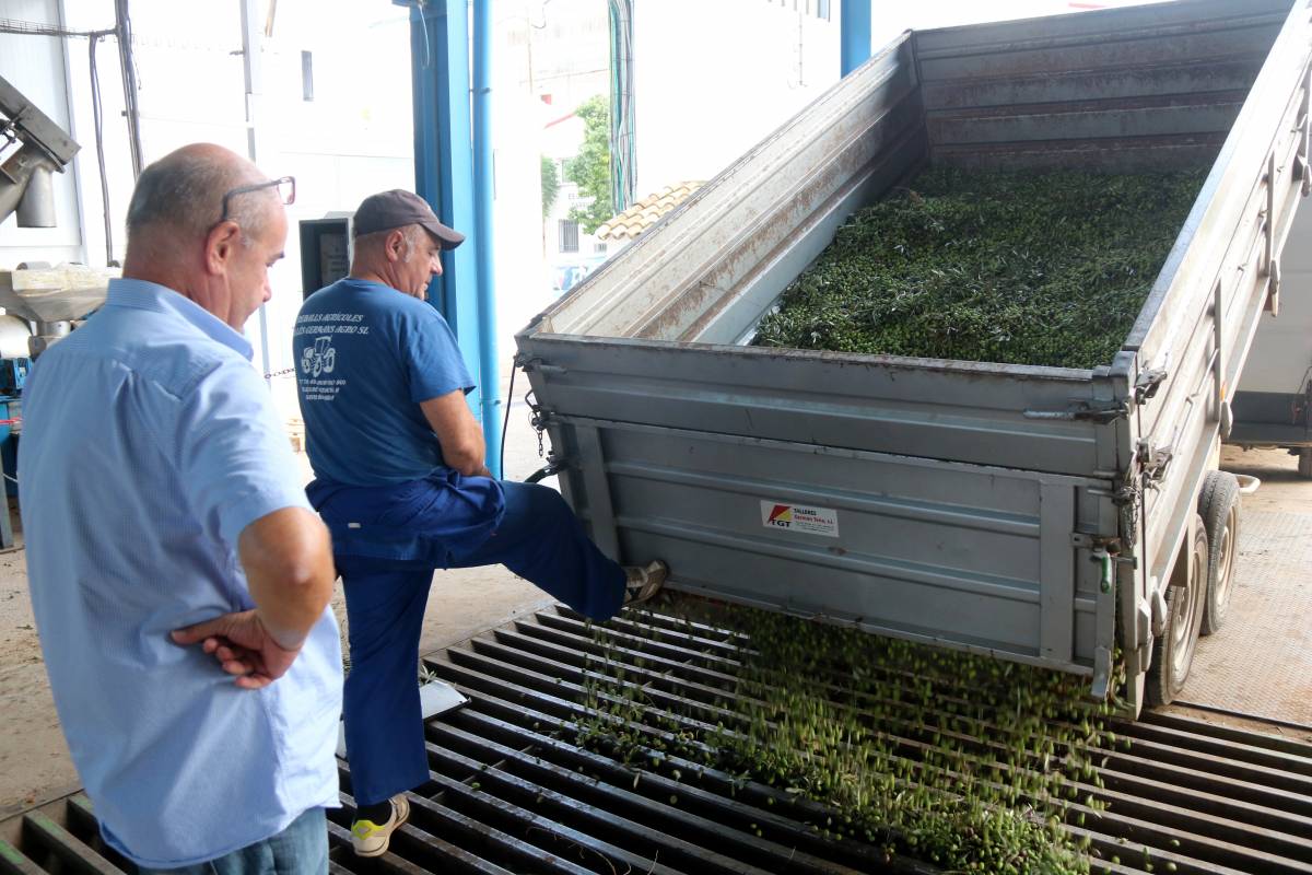 Els pagesos del Montsià i el Baix Ebre avancen la collita de l’oliva per produir olis verds de més qualitat