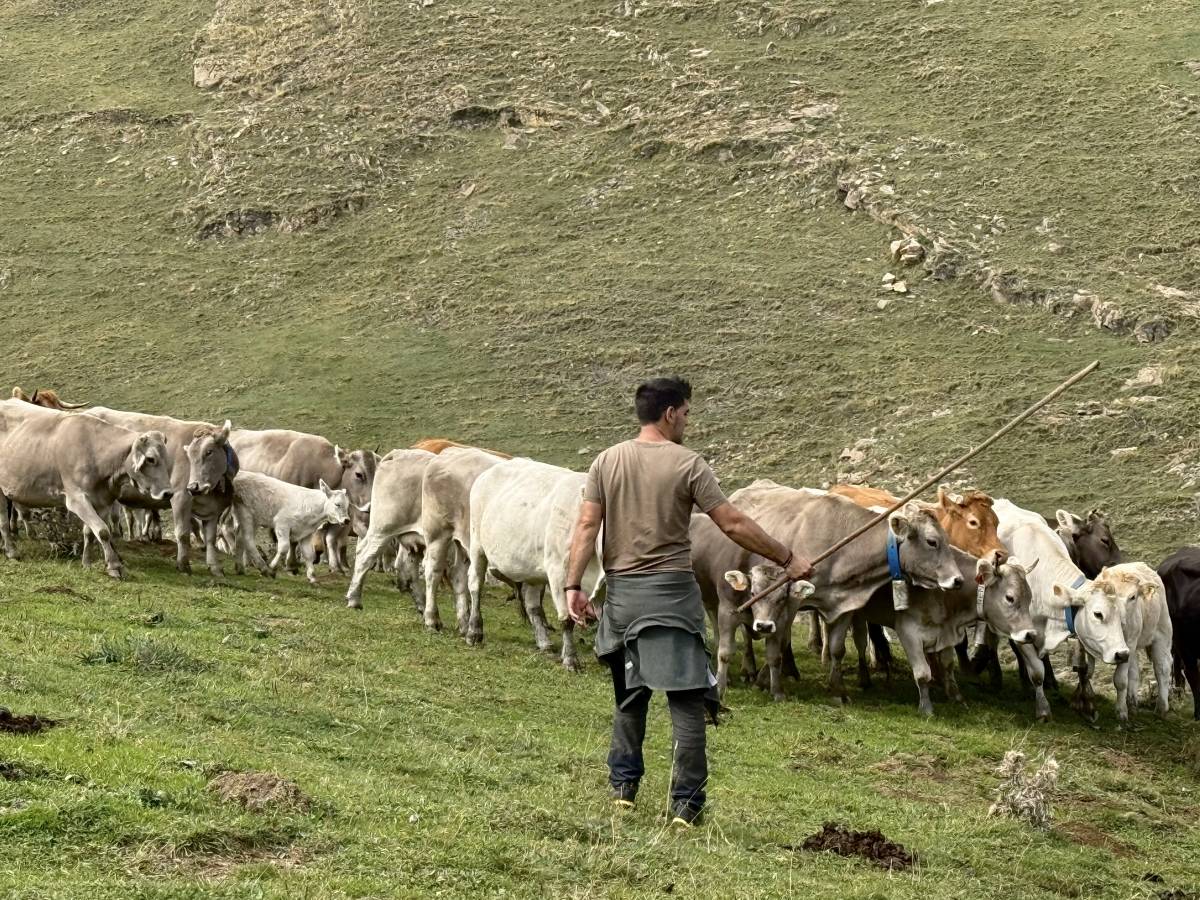 Els ramaders del Pirineu tanquen un bon estiu de pastura a la muntanya de Llessui