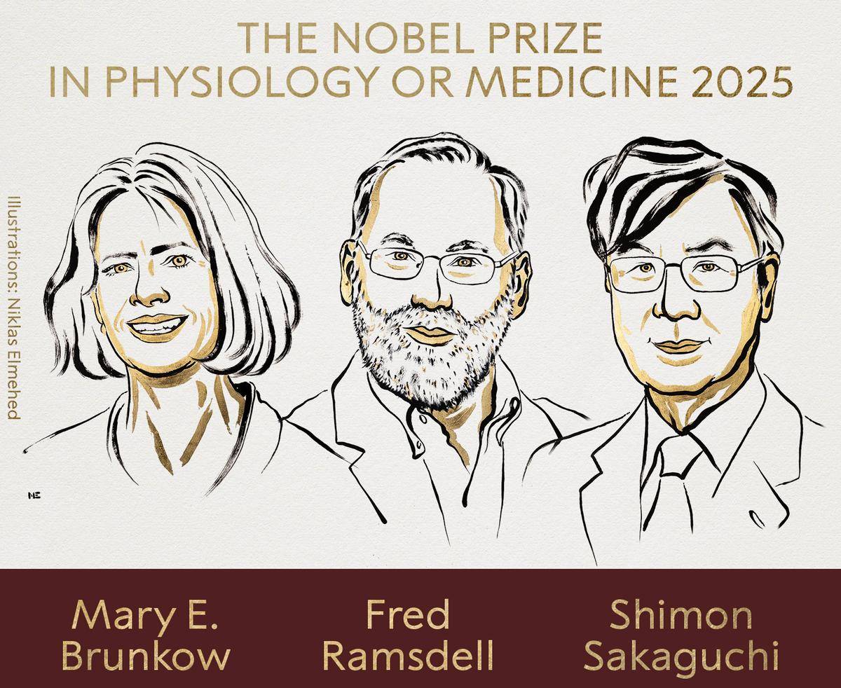 Brankov, Ramstell i Sakaguchi, premis Nobel de medicina pels descobriments sobre la tolerància immunitària perifèrica