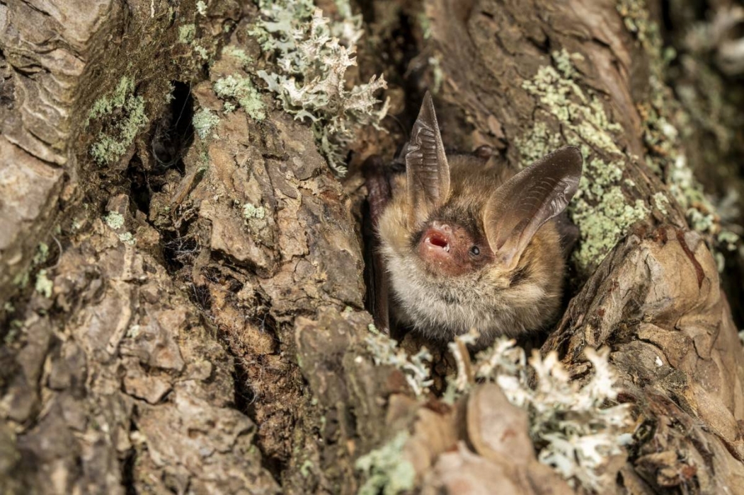 Capturen una espècie de ratpenat en perill d'extinció a Catalunya