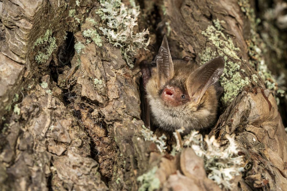 Capturen una espècie de ratpenat en perill d'extinció a Catalunya