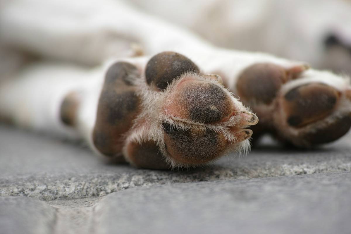 L'error comú dels amos de mascotes que omple la llar de bacteris i posa en perill la salut de l'animal