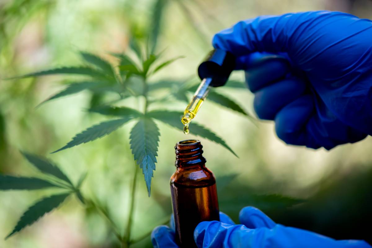 El govern espanyol aprova un decret per regular l'ús medicinal del cànnabis