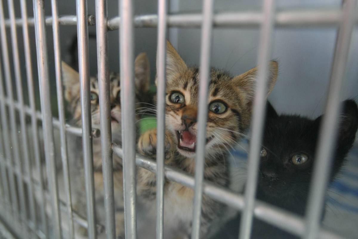 Terrassa suspèn les adopcions de gats negres per Halloween: “Hi ha qui els vol per fer rituals o com a decoració”
