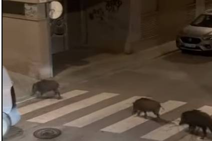 Una família de porcs senglars passeja per Covadonga