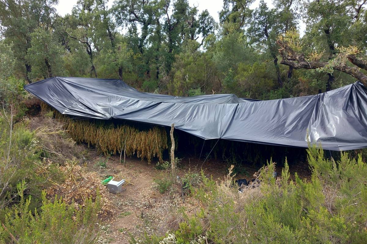 La plantació de marihuana que creixia en un bosc de Darnius - Mossos d'Esquadra