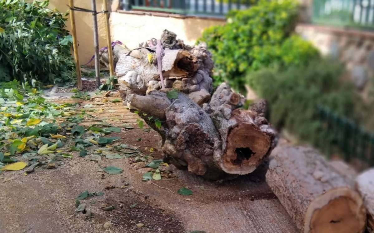Retiren els arbres de l’Escola Martí Poch de l'Espluga de Francolí per motius de seguretat