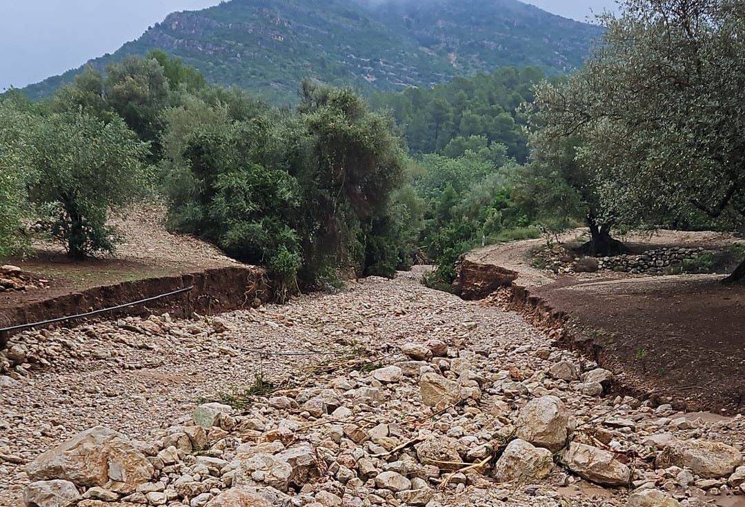Els aiguats provoquen danys «importants» en oliveres i cítrics a l'Ebre