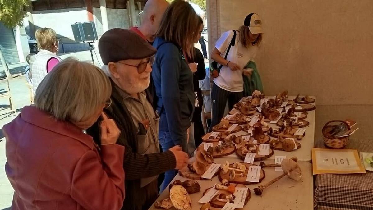 La Festa del Bolet de Cal Rosal dinamitzarà el Mercat amb tallers, música i un showcooking