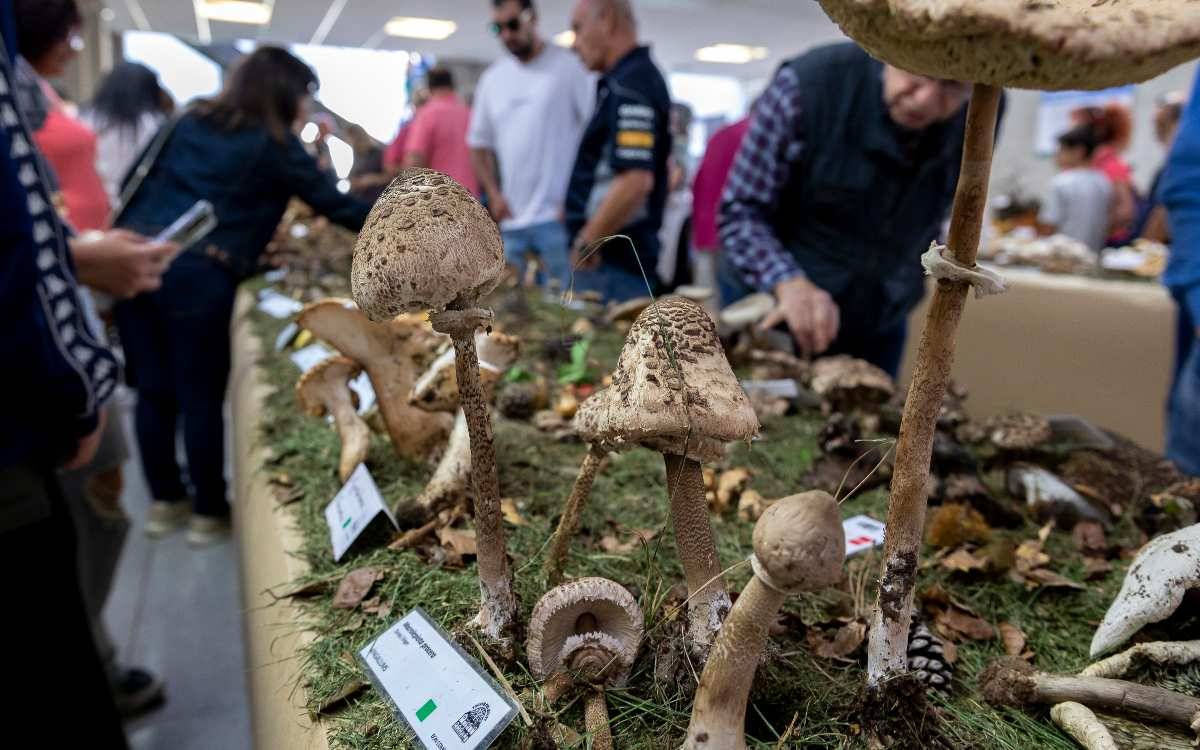 El Morell celebra la 29a Exposició de bolets i la 18a Trobada de puntaires
