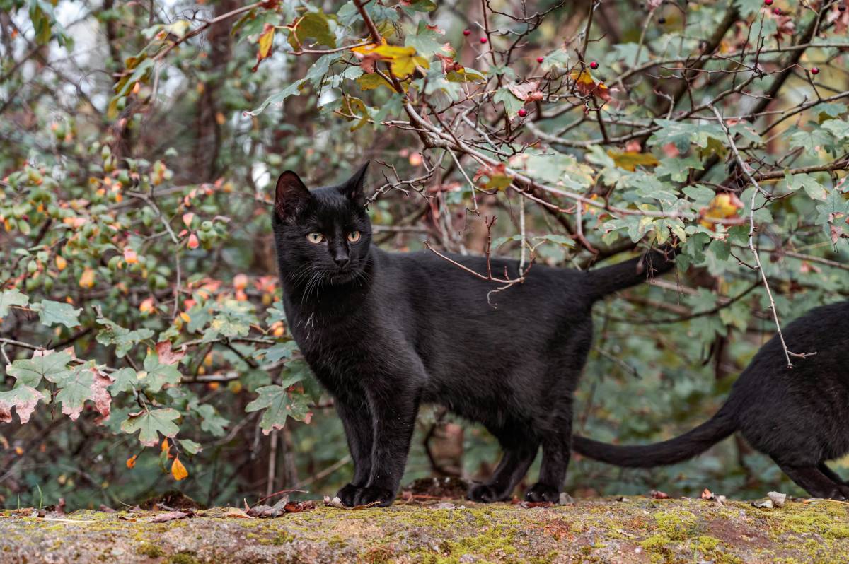 Terrassa prohibeix l'adopció de gats negres fins que passi Halloween