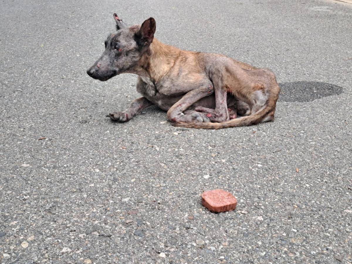 Escàndol animal a la Noguera: una gossa maltractada mor després que els Agents Rurals la retornessin al seu propietari