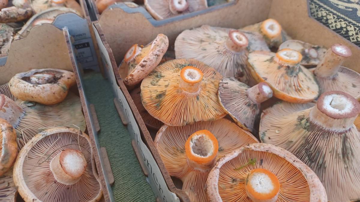 Què fer aquest cap de setmana al Berguedà: 17, 18 i 19 d'octubre