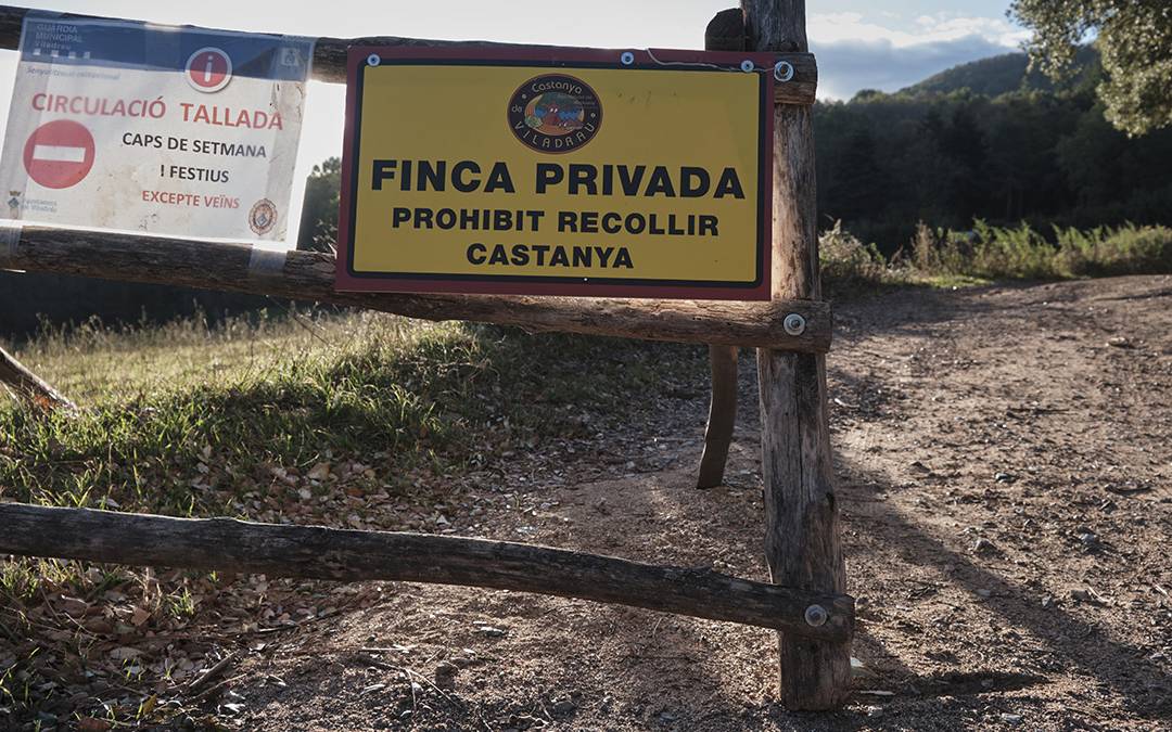 Castanya de Viladrau, una de les varietats més preuades del mercat. - Oriol Clavera Castanya de Viladrau, una de les varietats més preuades del mercat.