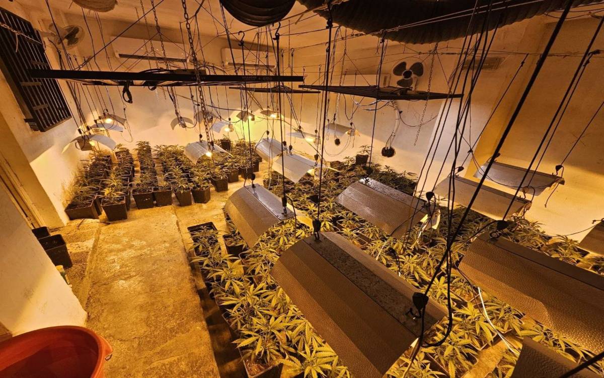 Desmantellen dues plantacions de marihuana a l'Alt CAmp i intervenen més d'un miler de plantes