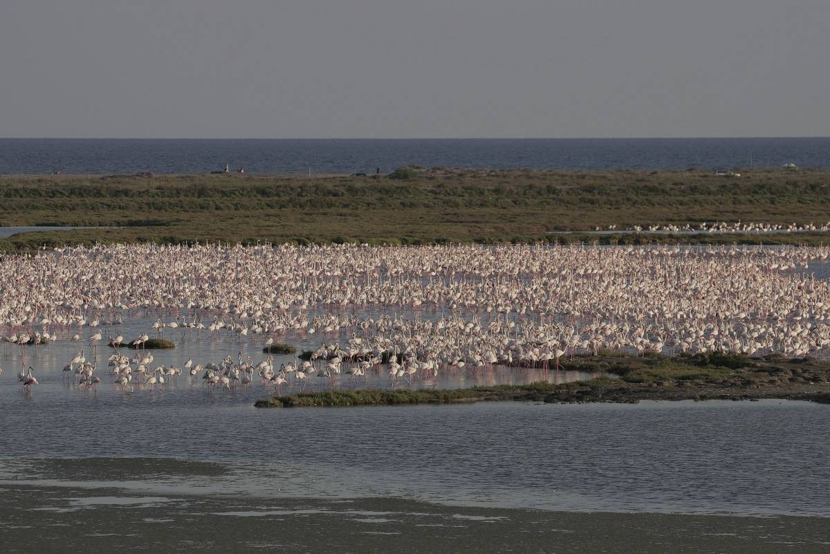 Flamencs a MónNatura Delta - MónNatura Delta Flamencs a MónNatura Delta