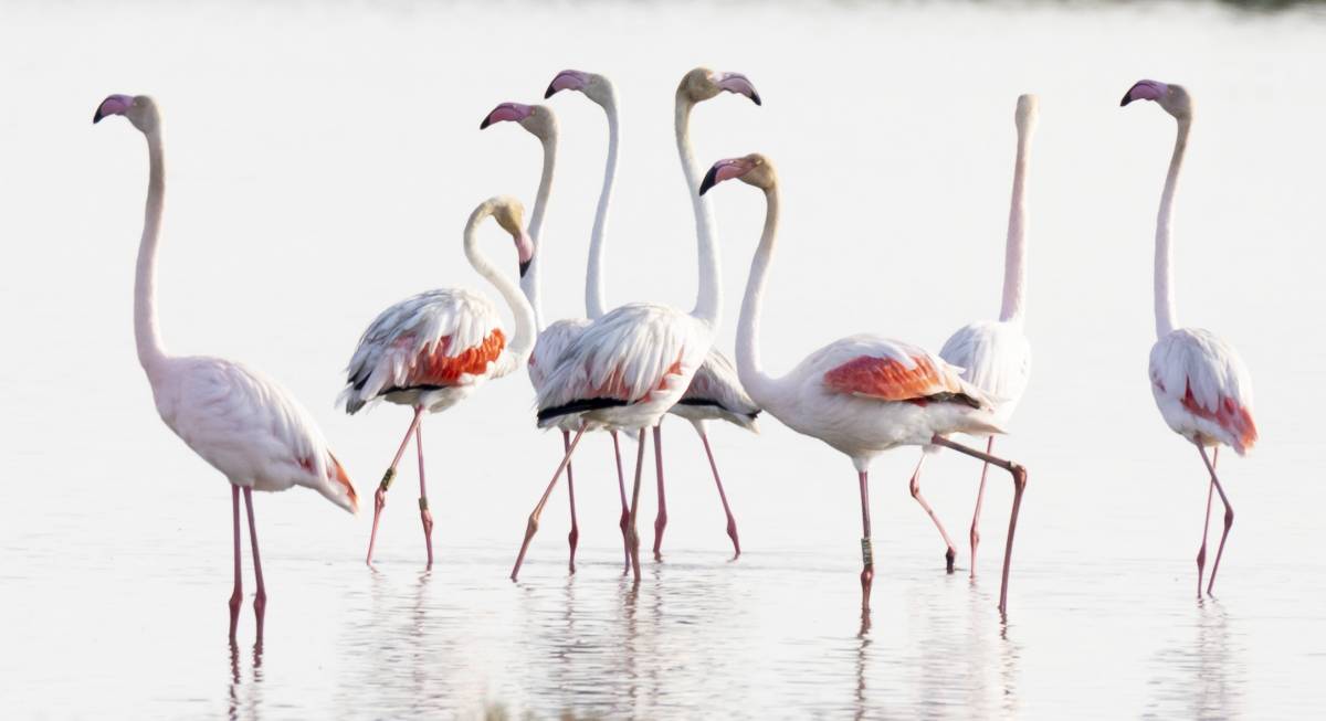 Flamencs posats al Delta de l`Ebre - MónNatura Delta Flamencs posats al Delta de l`Ebre