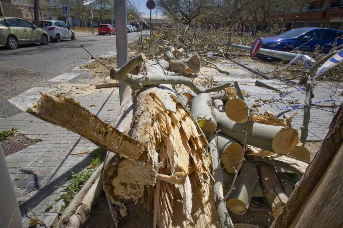 Activada l'alerta per vent intens a Terrassa