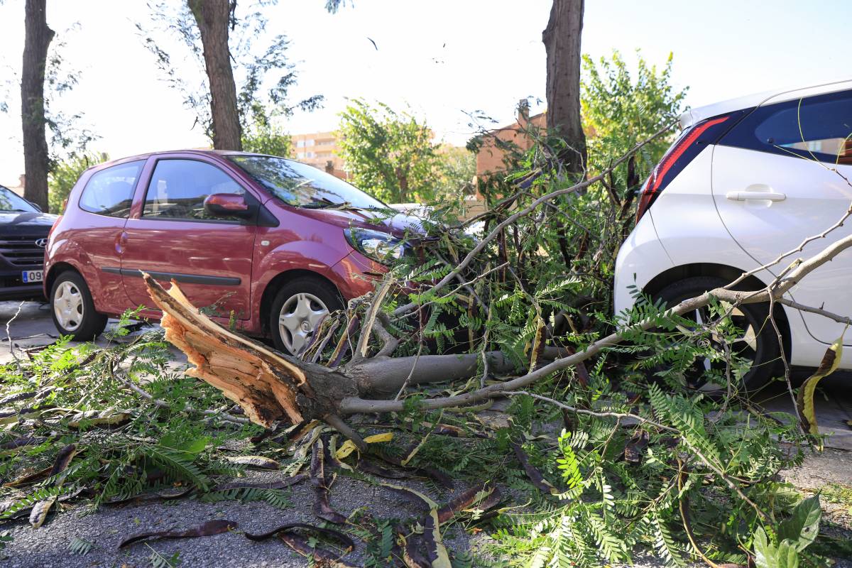 FOTOS | Arbres caiguts, finestres trencades i altres incidències a causa del temporal de vent a Sabadell