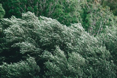 Alerta per les fortes ventades d'avui - 