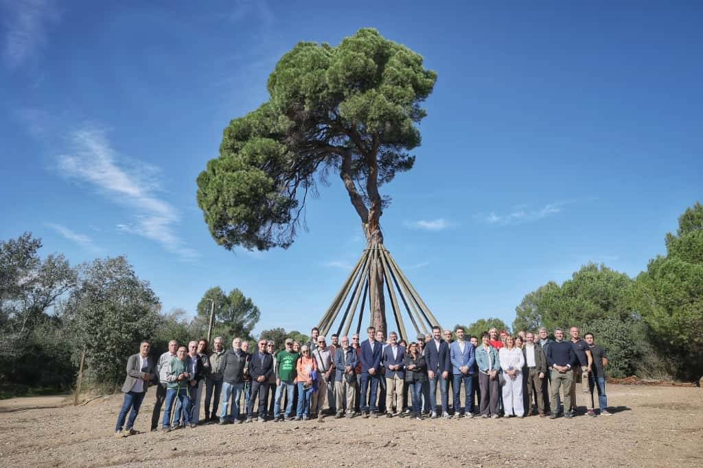 El Pi d’en Xandri de Sant Cugat ja té un bessó digital