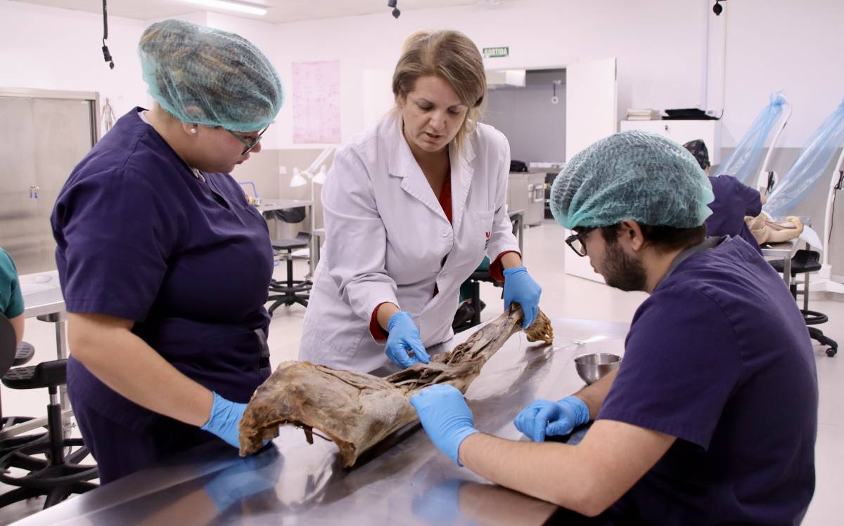 Estudiants de diferents especialitats fent pràctiques al Laboratori d`Anatomia de la UVic-UCC. - L.Busquets/ACN Estudiants de diferents especialitats fent pràctiques al Laboratori d`Anatomia de la UVic-UCC.