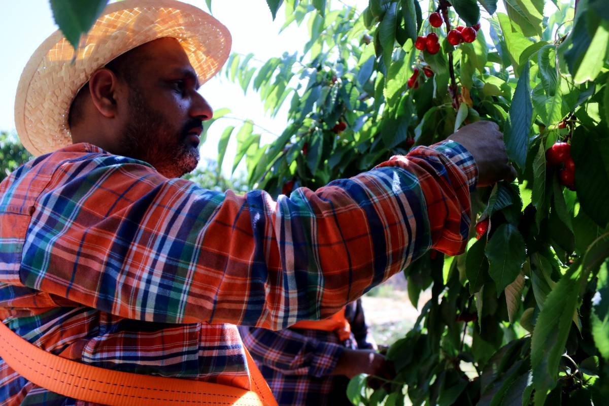 Cerima Cherries serà la primera empresa catalana a exportar cireres al mercat xinès