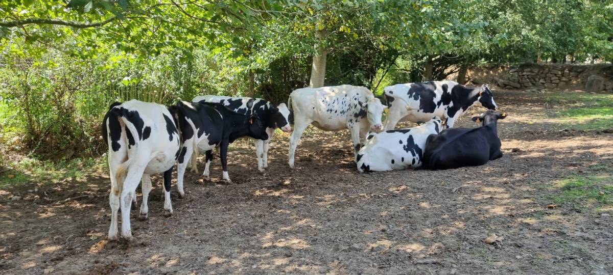 L'Associació d'Entitats Assessores Agràries de Catalunya reclama el «pagament urgent» dels ajuts per la Dermatosi