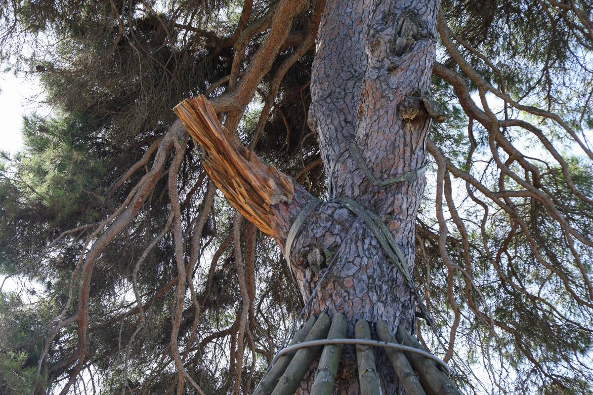 El Pi d`en Xandri a Sant Cugat - Victor Castillo El Pi d`en Xandri a Sant Cugat