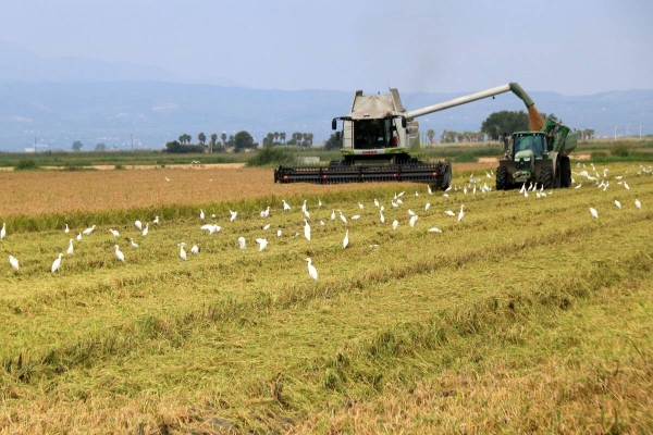 La collita de l'arròs podria augmentar un 4,4% respecte la campanya passada