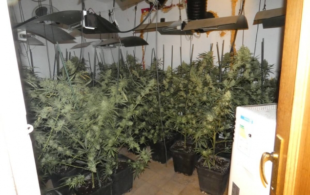 Desmantellada a Aldover una plantació interior de marihuana amb 200 plantes