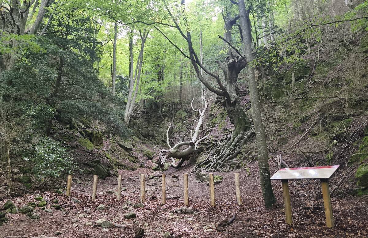 El Parc Natural dels Ports reforça la protecció del Faig Pare
