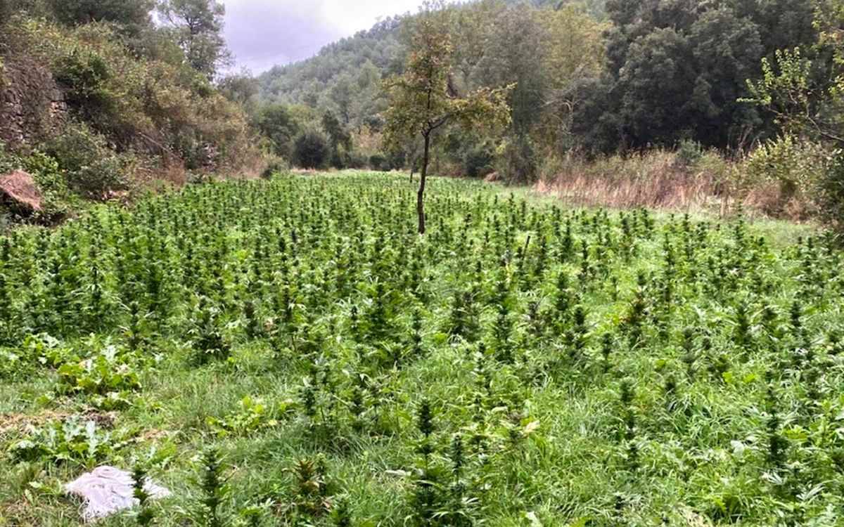 Els Mossos d'Esquadra localitzen més 2.500 plantes de marihuana en una zona boscosa a la Conca de Barberà