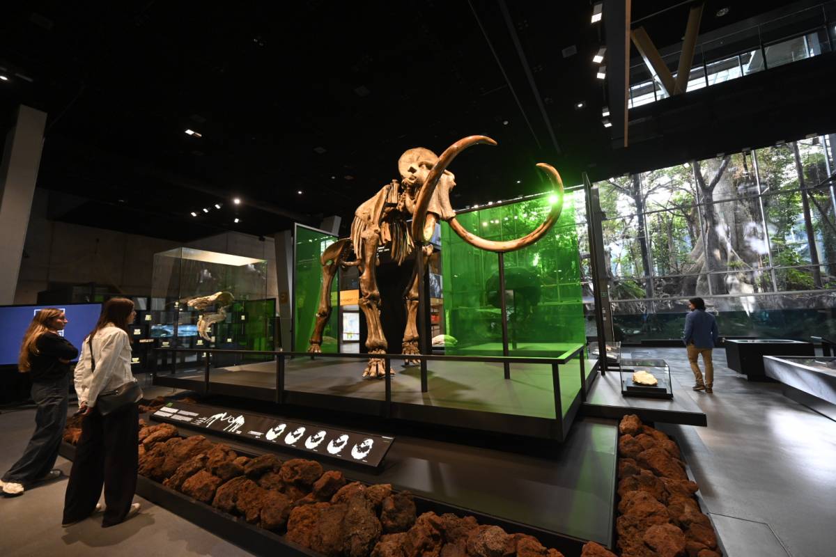 L`esquelet de mamut llanut exposat al Museu de la Ciència CosmoCaixa