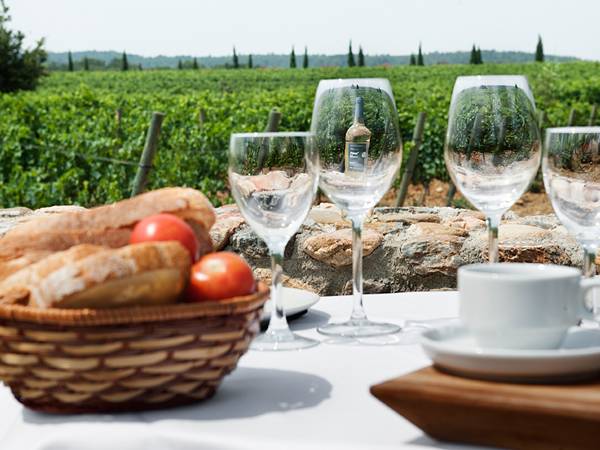 Rutes per descobrir vinyes i cellers de Catalunya