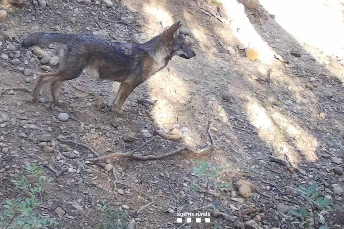 Detectada la primera llopada a Catalunya en 100 anys: neixen tres cadells de llop