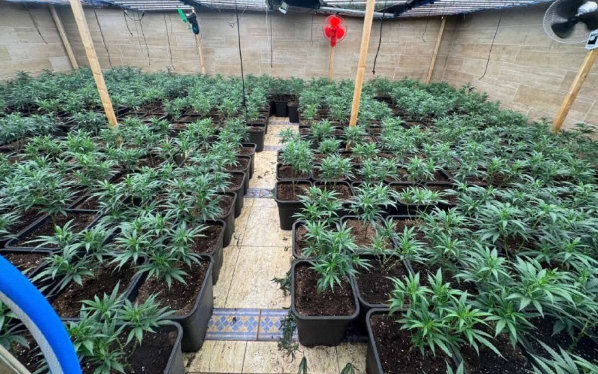 Detenen dos homes i desmantellen una plantació interior de marihuana a Cambrils