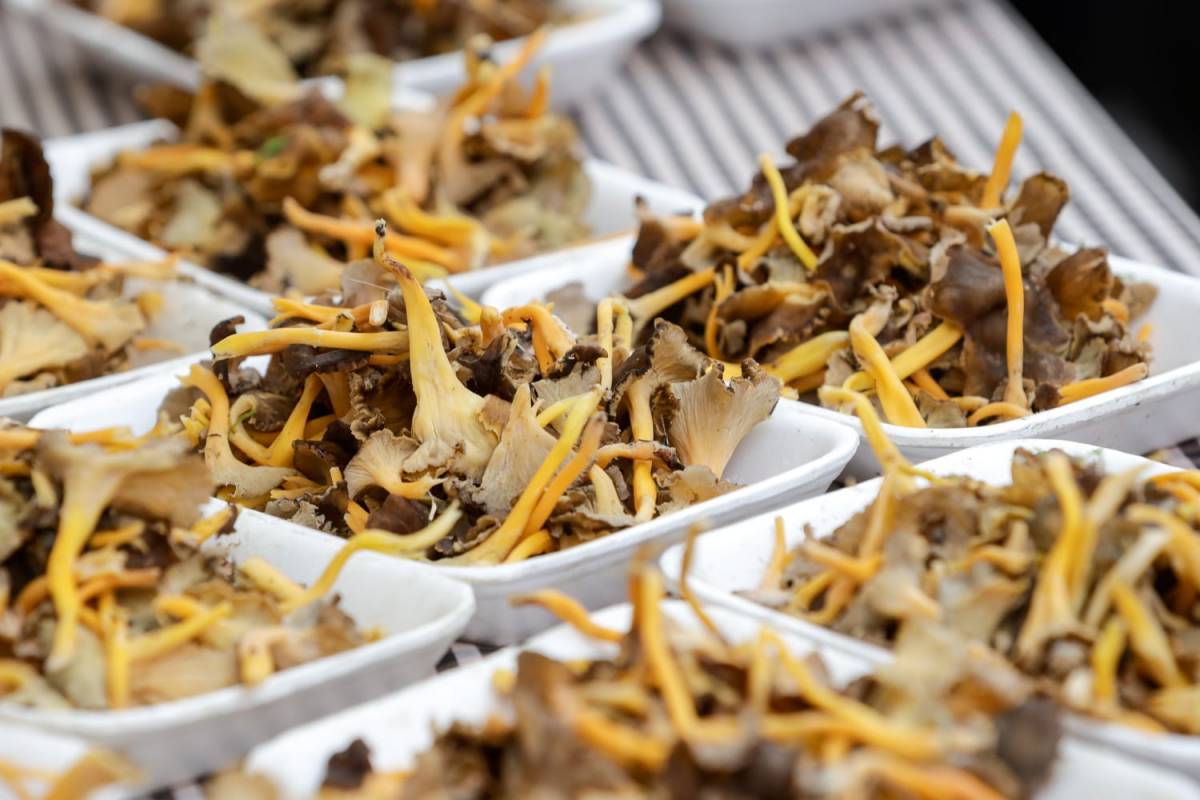 Safata de bolets d'una parada de la Fira del Bolet de Terrassa - Lluís Clotet