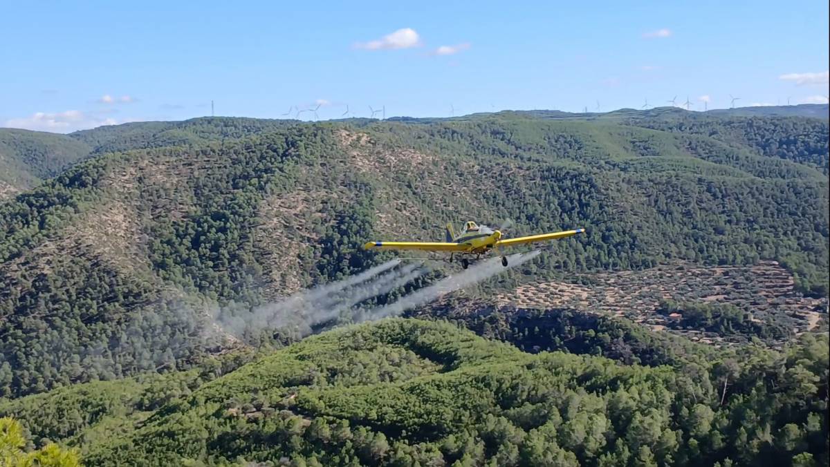 Agricultura fumiga 17.500 hectàrees de pinedes per controlar la plaga de la processionària