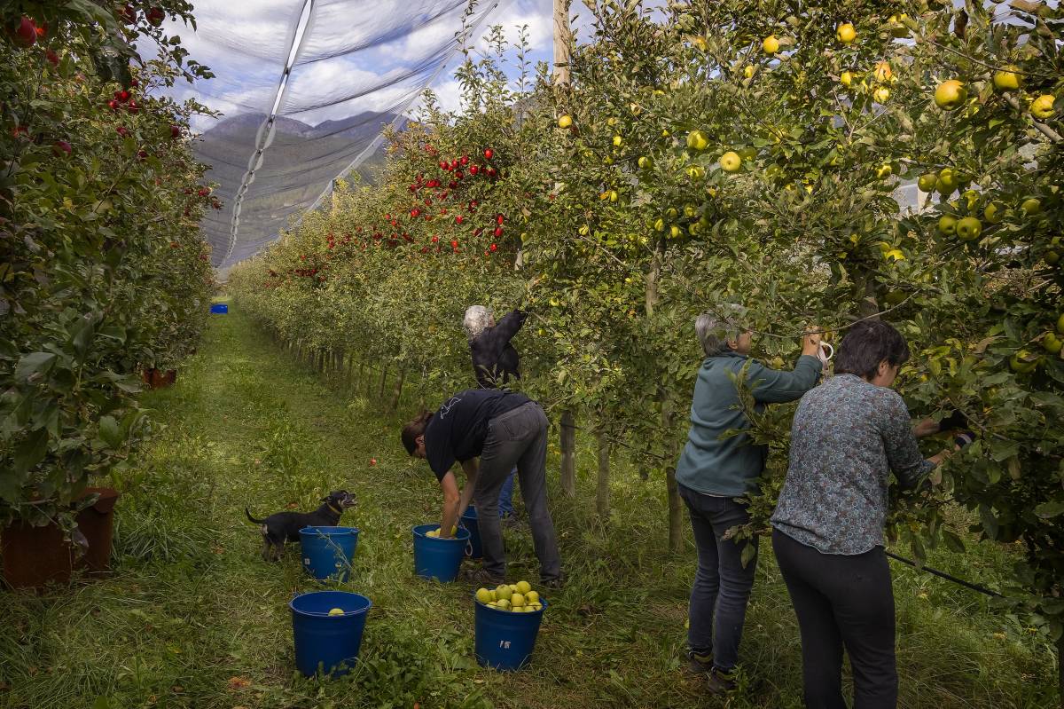 Antoni Chaparro Llanos és un dels guanyadors del 15è Concurs de Fotografia de Producció Ecològica de Catalunya