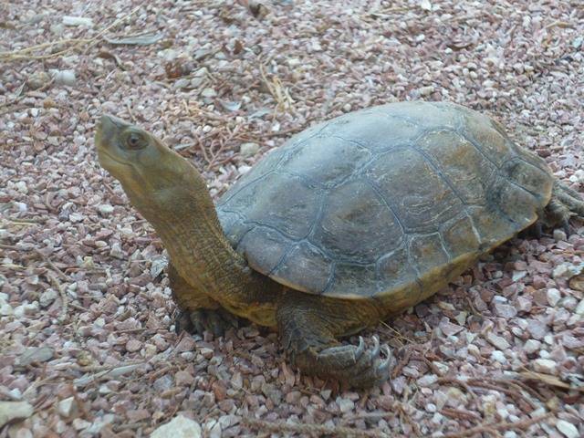 Troben una tortuga catalana d'espècie amenaçada a prop de Llinars