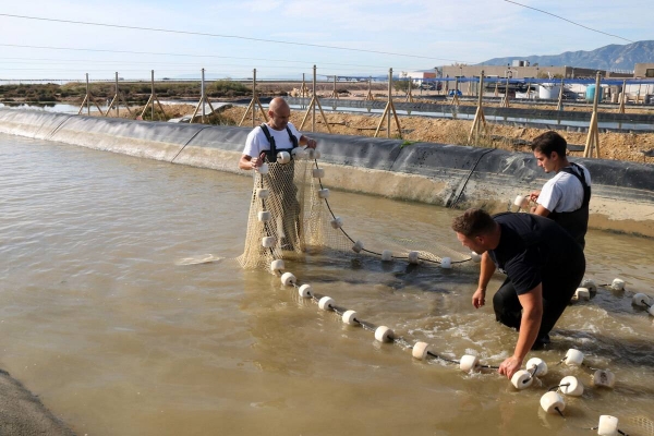 L'IRTA assaja com produir peixos, mol·luscos i algues comestibles en arrossars salinitzats del delta de l'Ebre