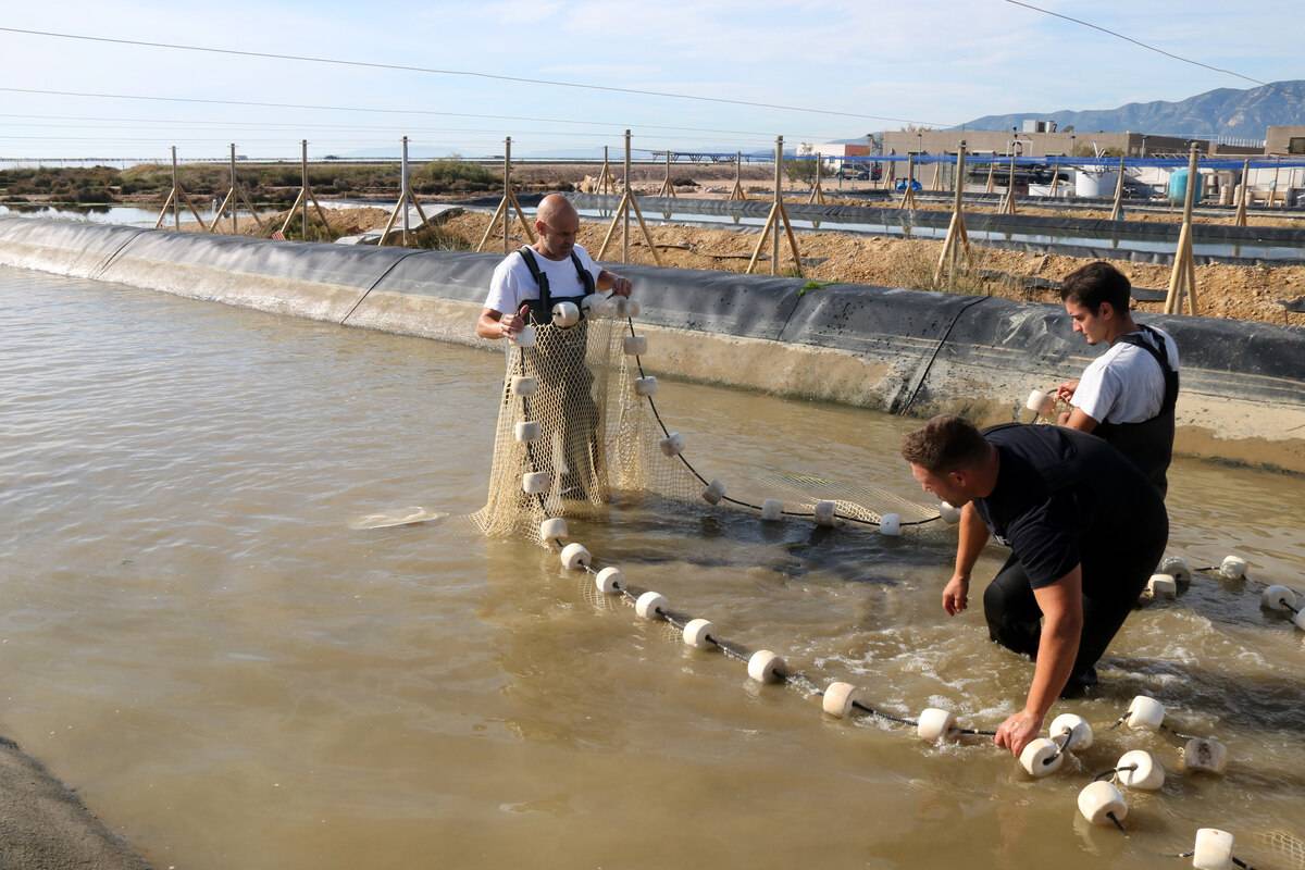 L'IRTA assaja com produir peixos, mol·luscos i algues comestibles en arrossars salinitzats del delta de l'Ebre